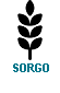 sorgo